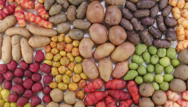 Producto - Papines Andinos Mix (3 variedades)