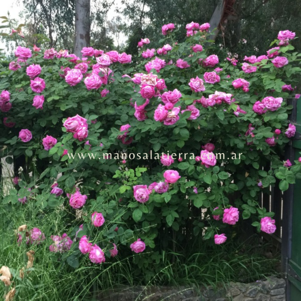 Producto - Rosal Baronne Prévost - 2