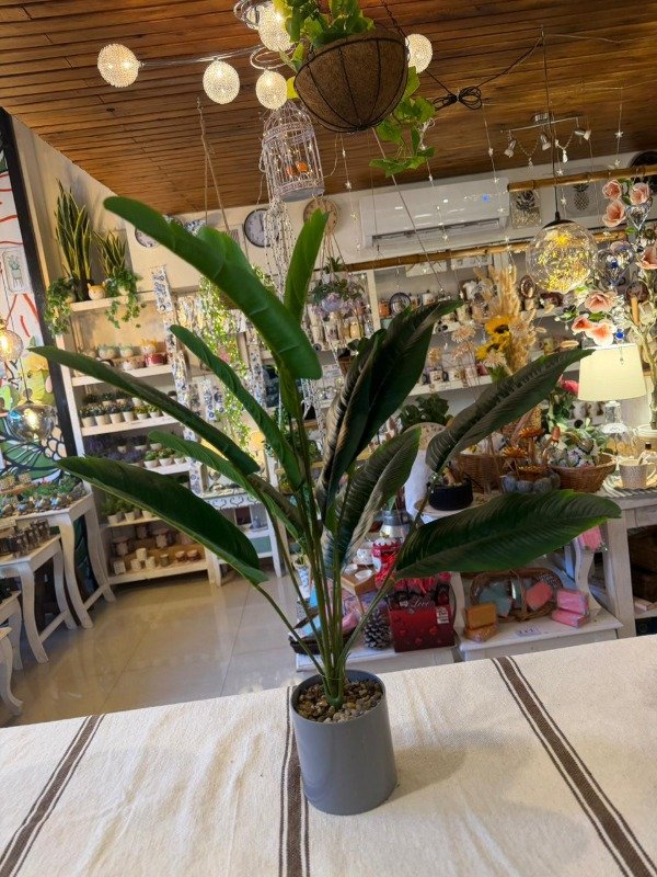 Producto - Planta Bananera 60cm (Efectivo: 30.000)