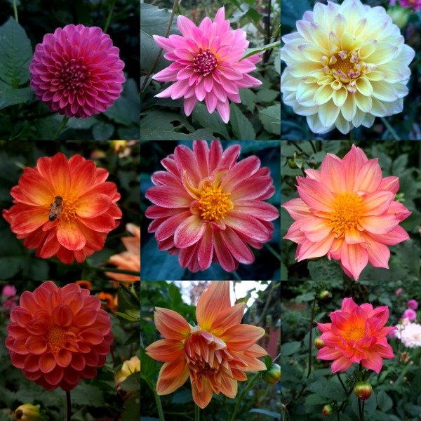 Producto - DAHLIA NN