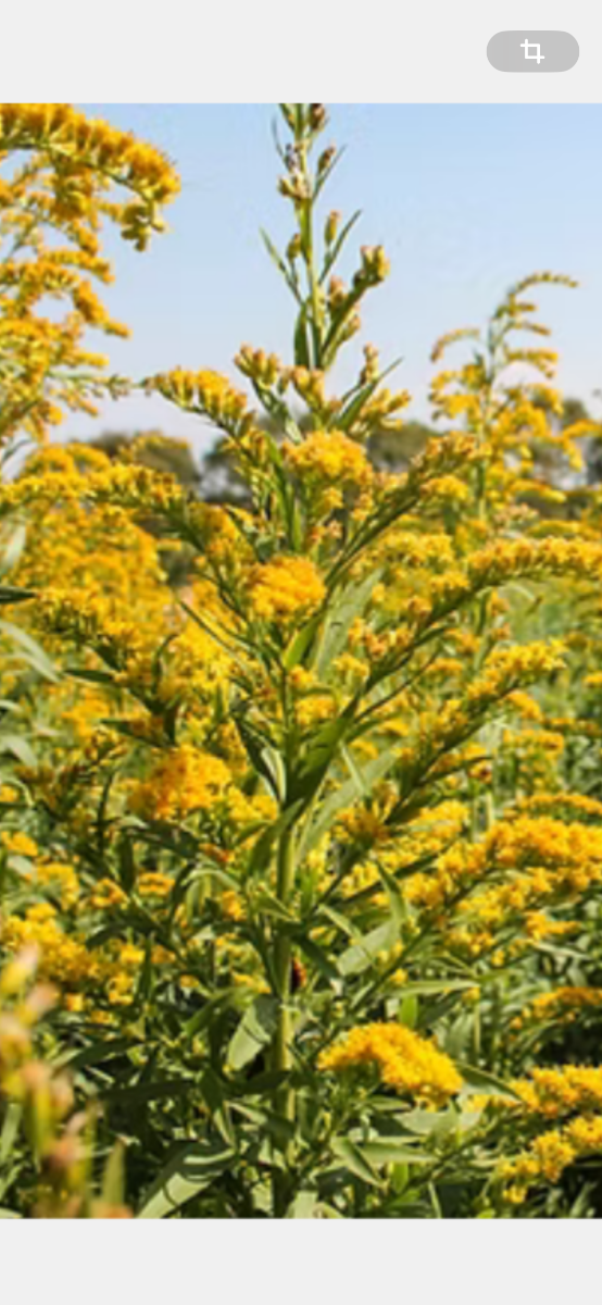 Producto - Vara dorada