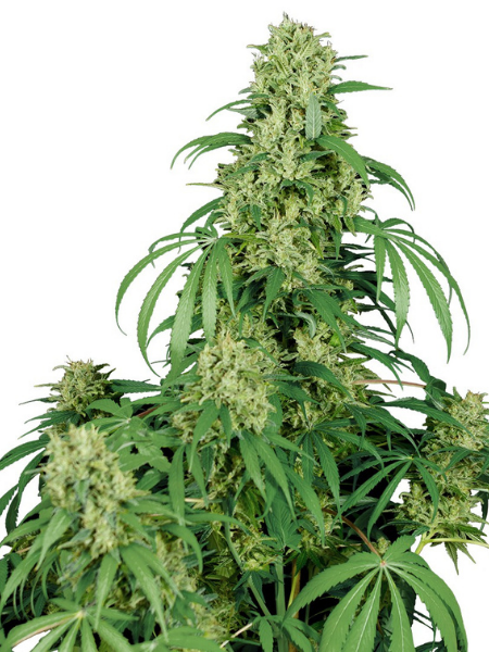 Producto - Calamity Jane Auto x3 - Buddha Seeds