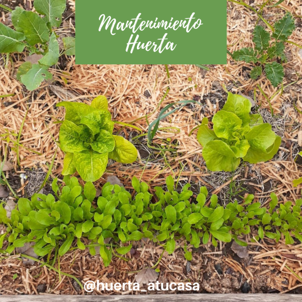 Producto - Mantenimiento Huerta