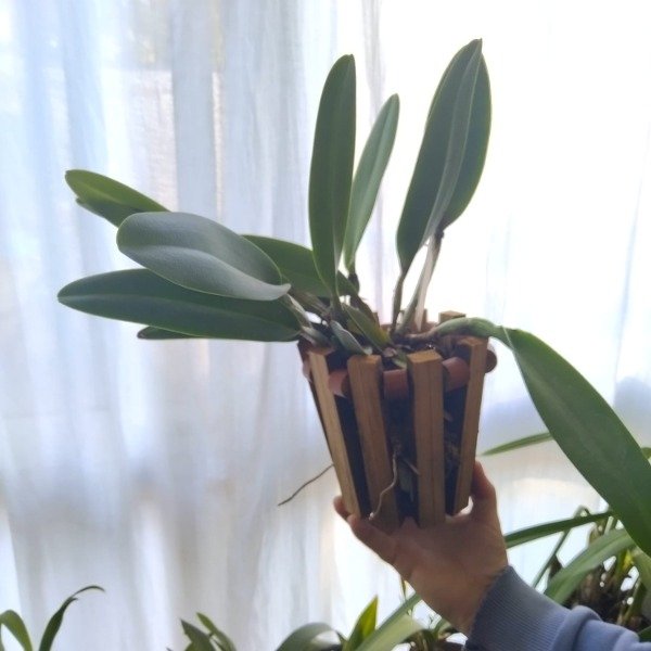 Producto - BLC Pastoral Inocence - 5