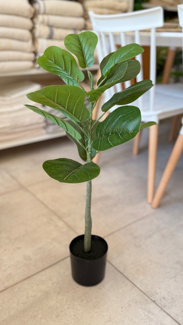 Producto - Pandurata Chica