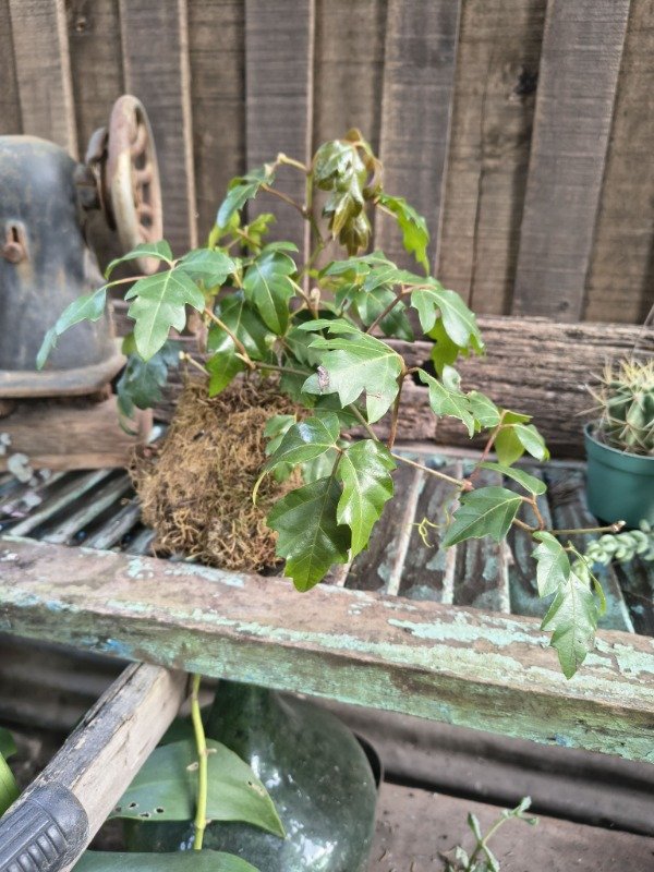Producto - Cissus - Kokedama