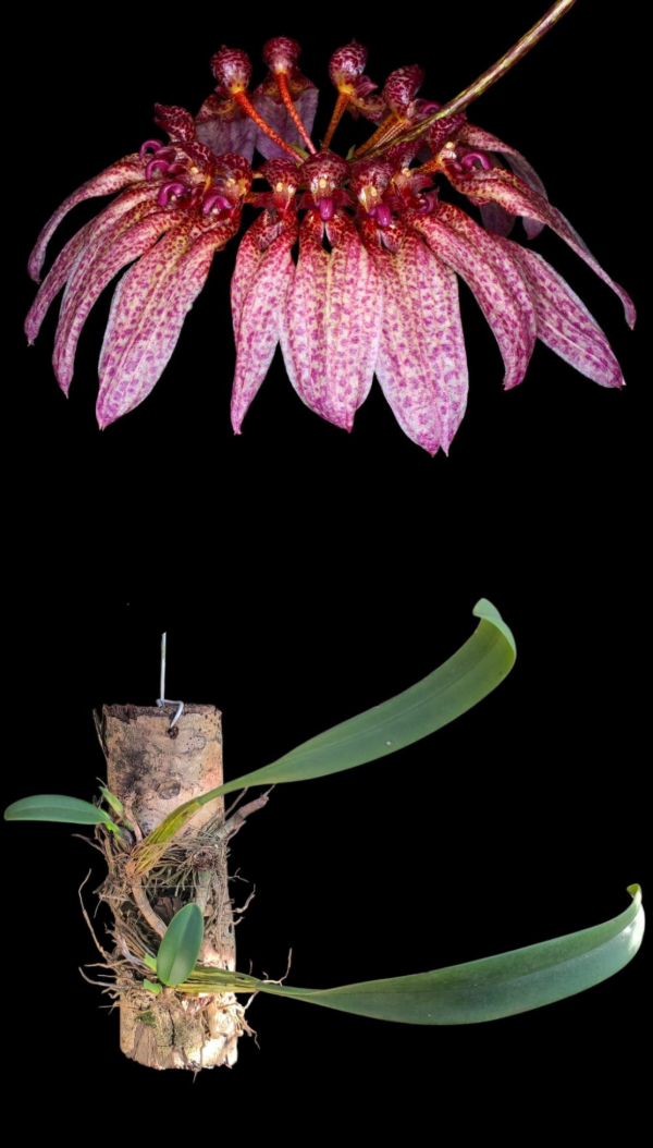 Producto - Bulbophyllum Longiflorum