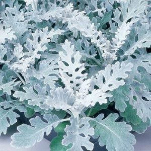 Producto - Semillas De Cineraria Maritima (cenizas De Plata) - 2