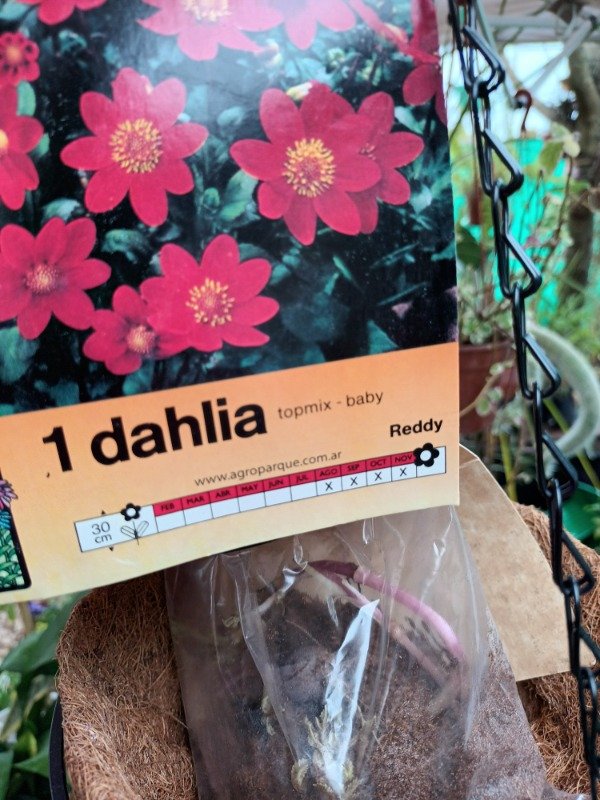 Producto - Dalia Bulbo