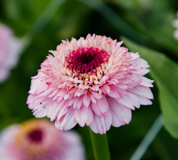 Producto - Zinnia Elegans Zinderella Lilac - 4