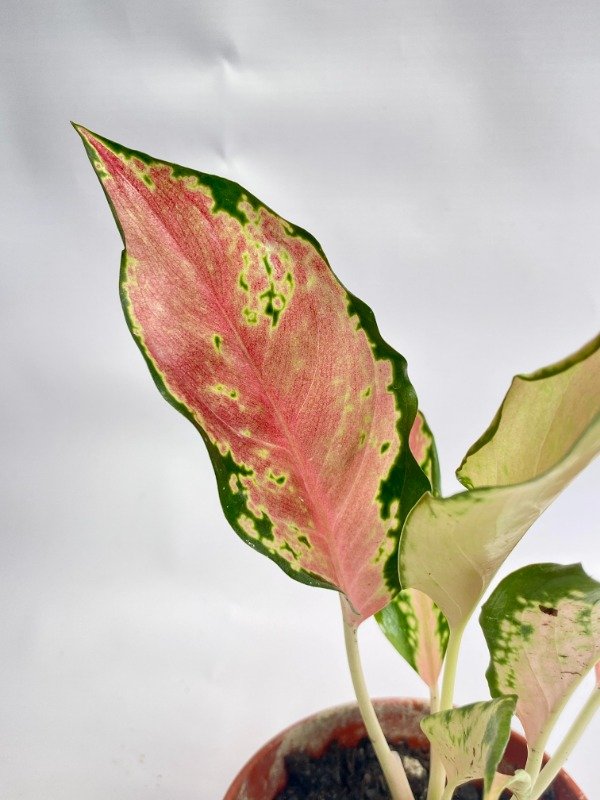 Producto - Aglaonema n11