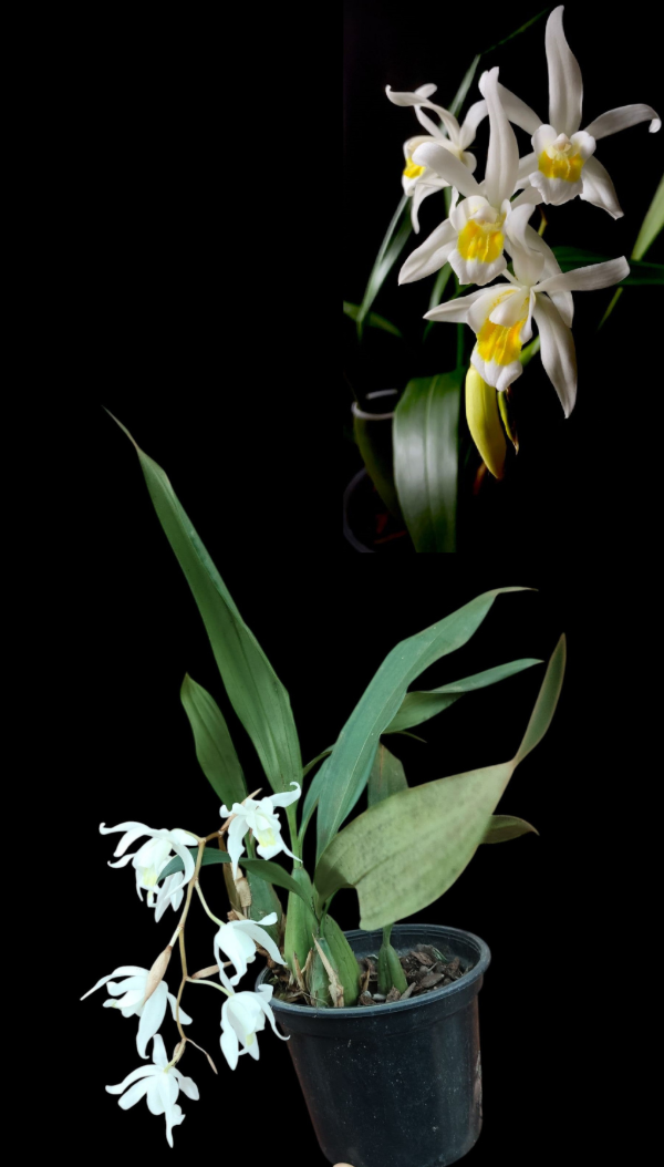 Producto - Coelogyne Intermedia