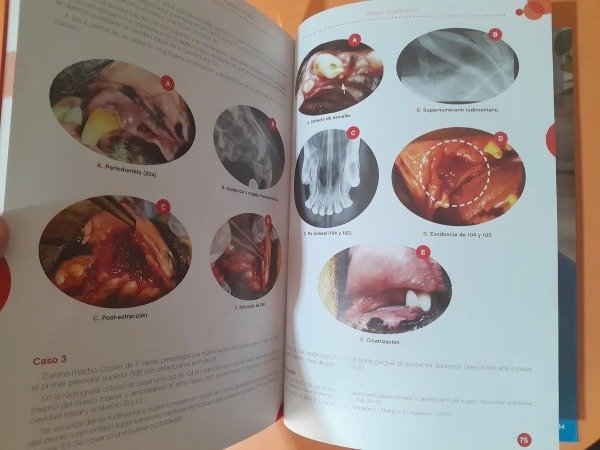 Producto - Amato: Periodoncia en Caninos y Felinos - 5