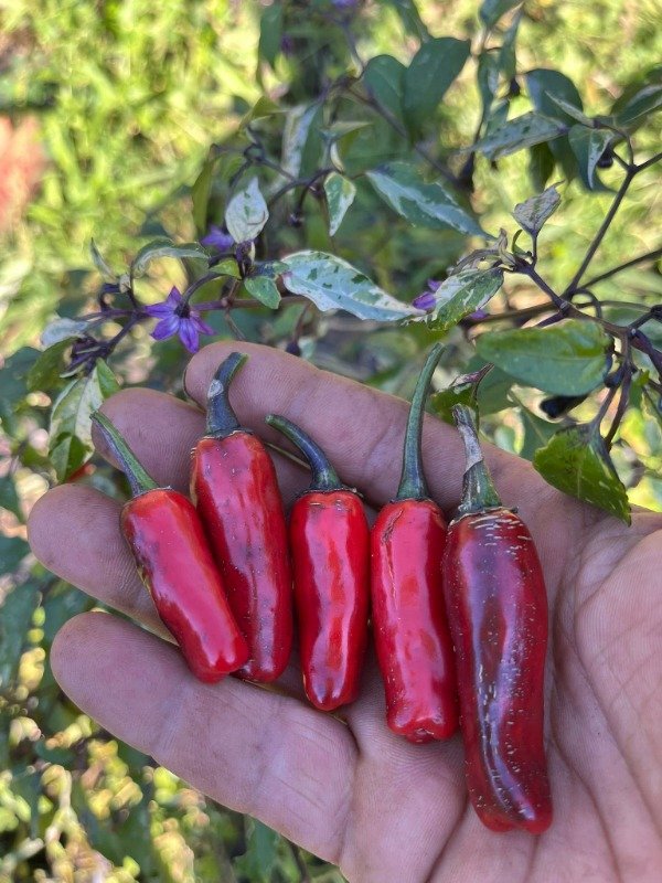 Producto - SEMILLAS DE AJI PICANTE TRICOLOR VARIEGADO