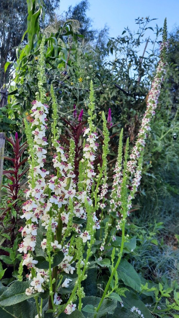 Producto - Verbascum Chaixii