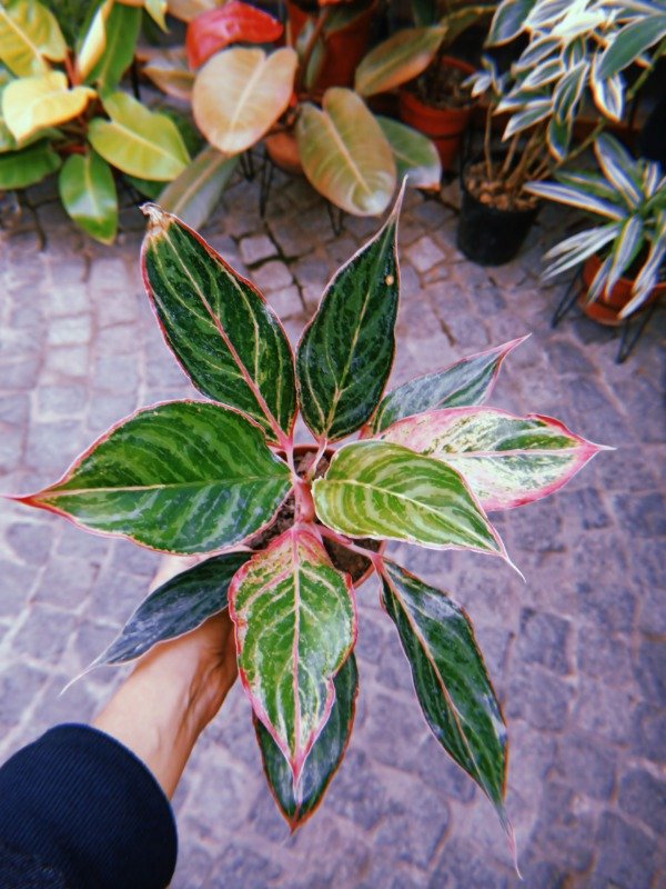 Producto - AGLAONEMA ROSA