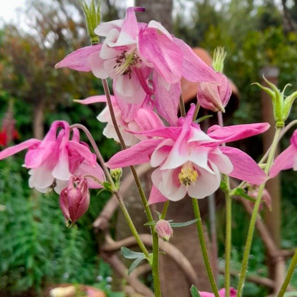Producto - Aquilegia rosa y blanca