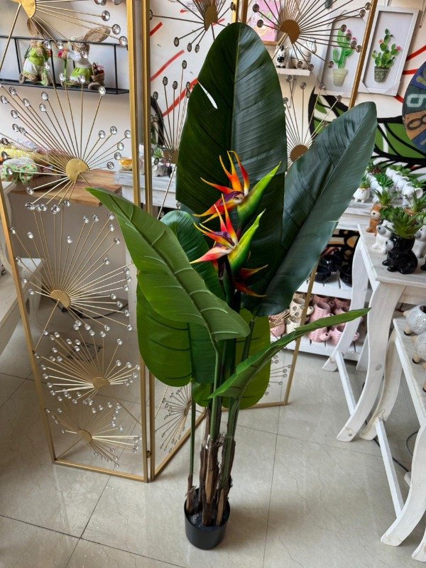 Producto - Planta Flor del paraiso 1,37 mts -P3 ( Efectivo: 190.320)