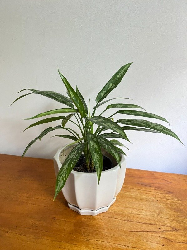 Producto - Aglonema Silver Queen