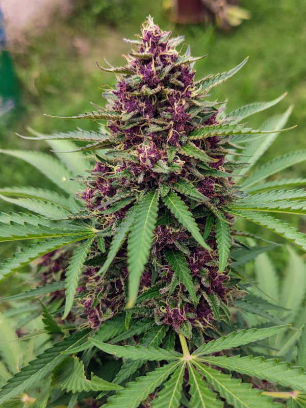 Producto - Tropicana Cherry x3 - ADN Seeds