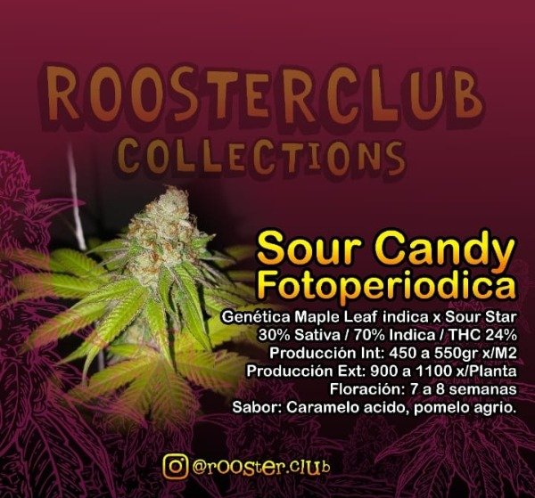Producto - Rooster Club Sour Candy Fotoperiódica x4