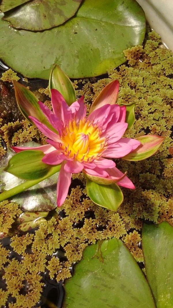 Producto - Nymphaea NANG KWANG (mediana)