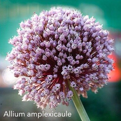 Producto - 1 bulbo Allium amplexicaule var. maximum "ajo elefante"