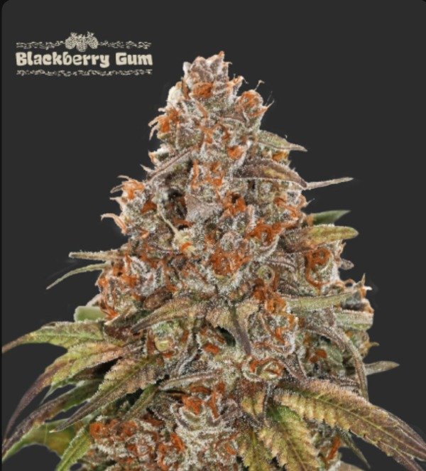 Producto - BLACKBERRY GUM AUTOFLORECIENTE