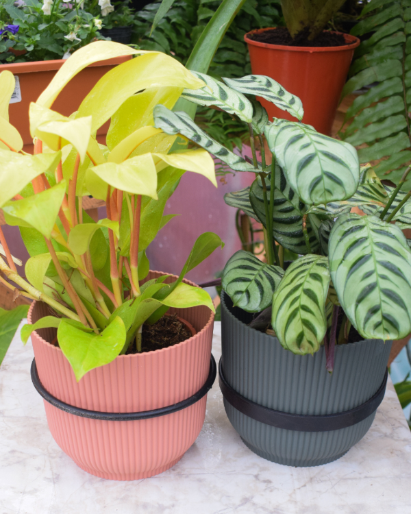 Producto - Soporte para maceta colgante