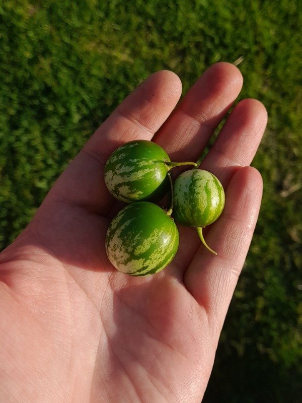 Producto - 15 Semillas de Tzimbalo o Pepino Llorón (Solanum Caripense) - 0