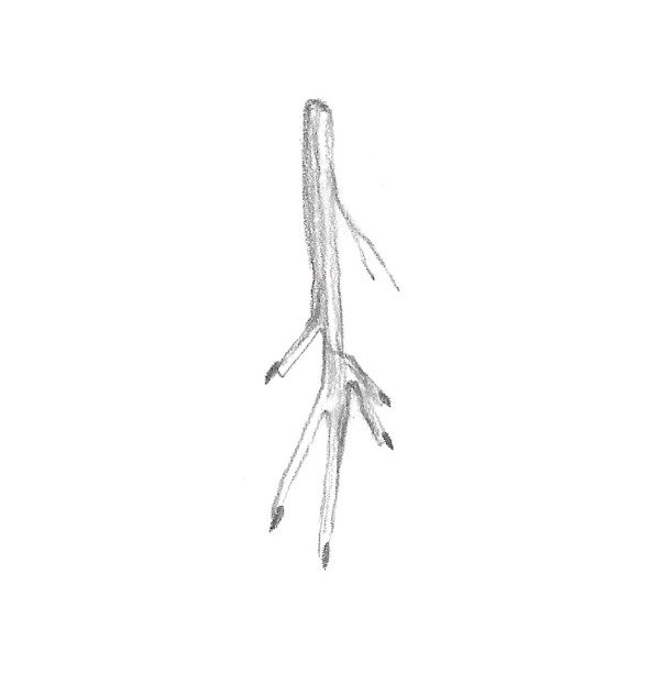 Producto - Thin fingers (mini)