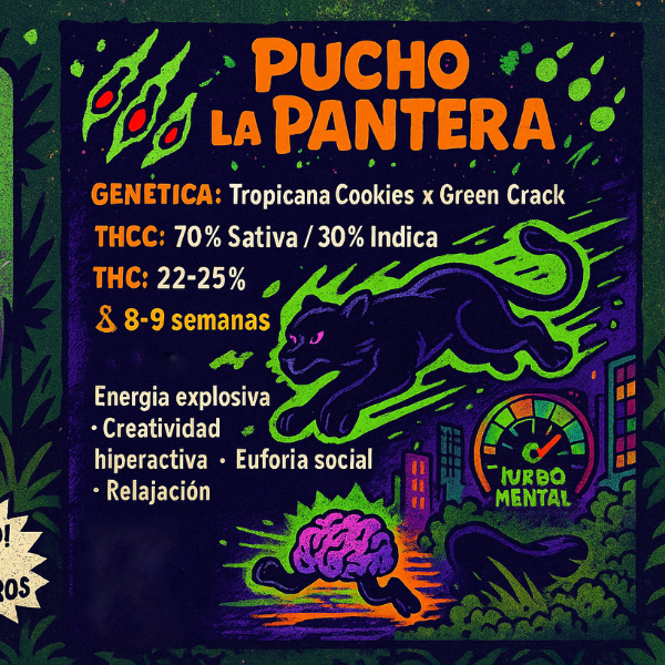 Producto - SEMILLA STICKY FINGERS PUCHO LA PANTERA