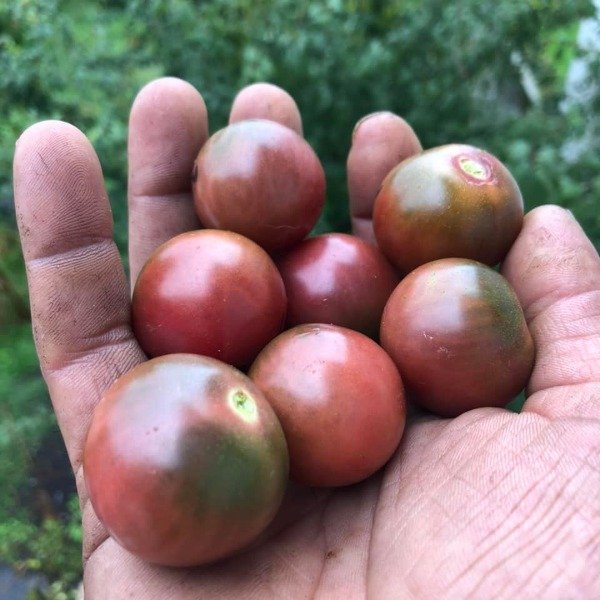 Producto - 150 SEMILLAS DE TOMATE CHERRY RON'S CARBON COPY