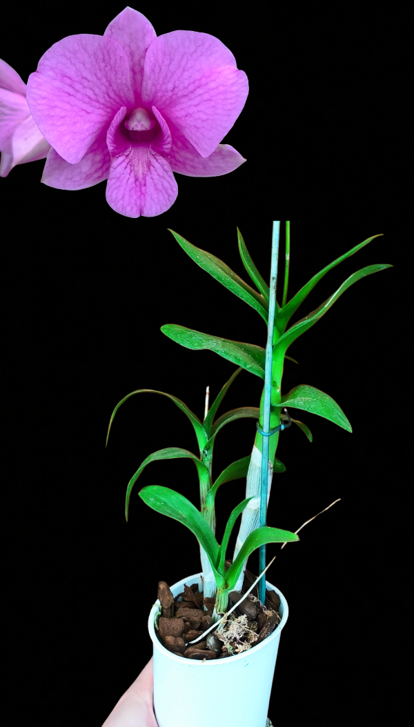 Producto - Denphal 4