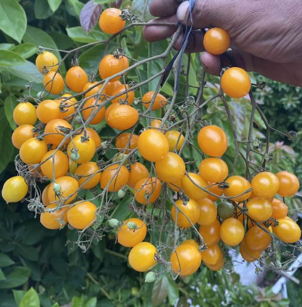 Producto - 150 SEMILLAS DE TOMATE CHERRY ZLUTA KITYCE MULTIFLORA