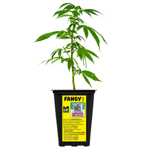 Producto - Esqueje R-kiem Fancy