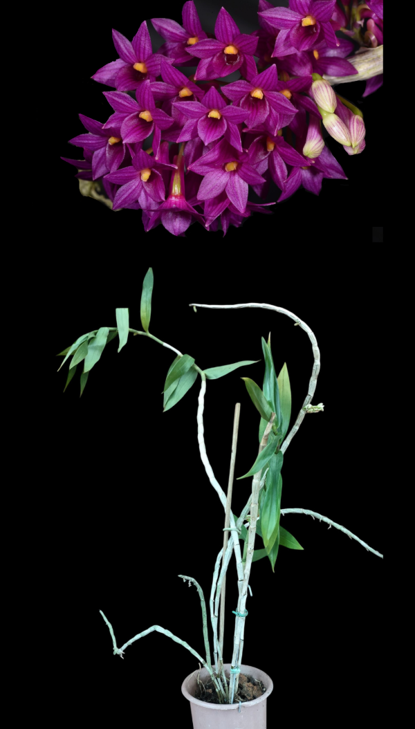 Producto - Dendrobium Goldschmidtianum