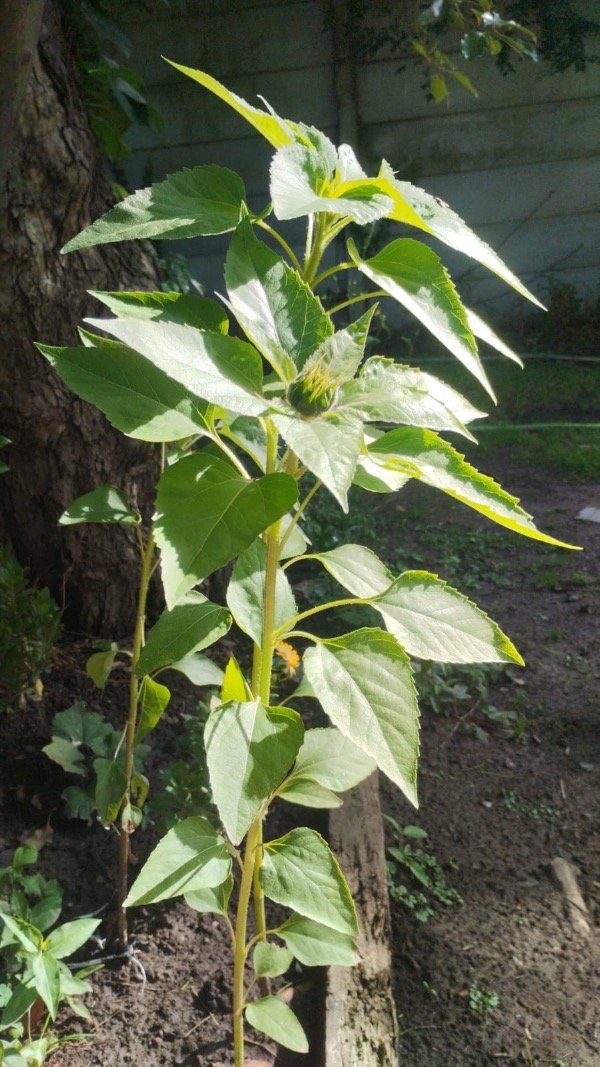 Miniatura de producto - 7