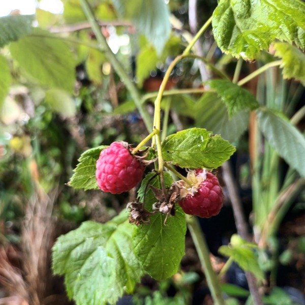 Producto - Frambuesa - 0