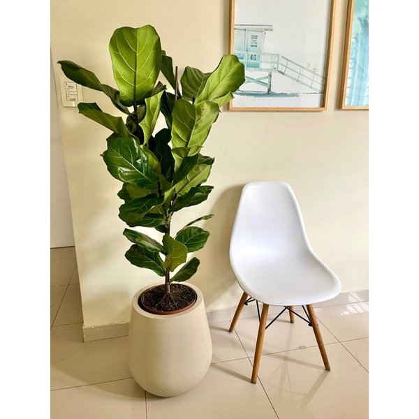 Producto - Ficus Pandurata L Arbolito