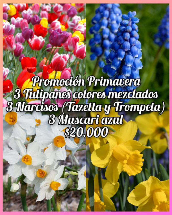 Producto - Promocion Primavera