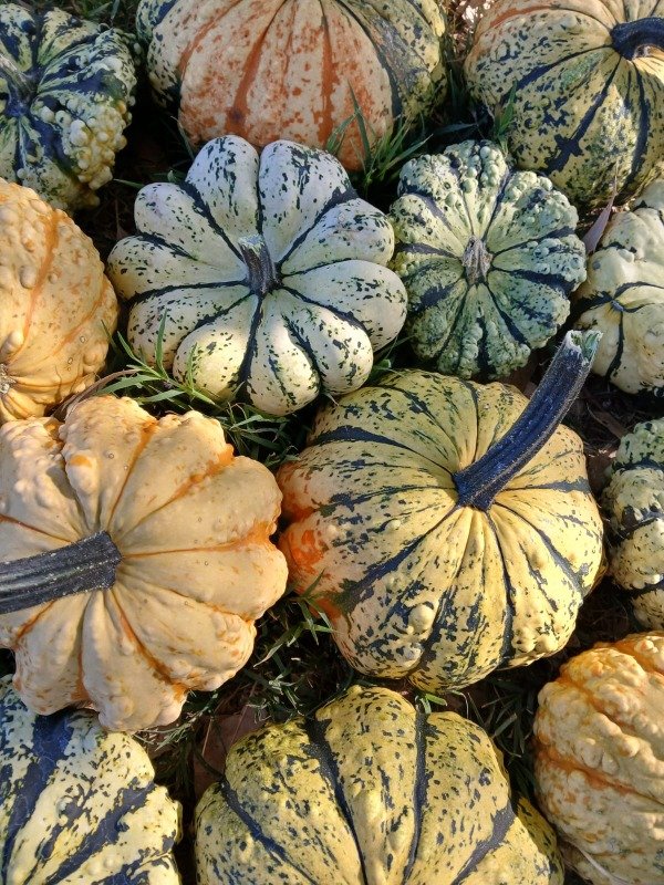 Producto - Zucchini Strie Melange