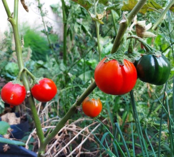 Producto - Berenjena Roja