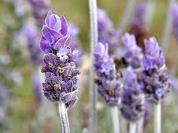 Producto - HIDROLATO ORGÁNICO DE LAVANDA -. en spray -