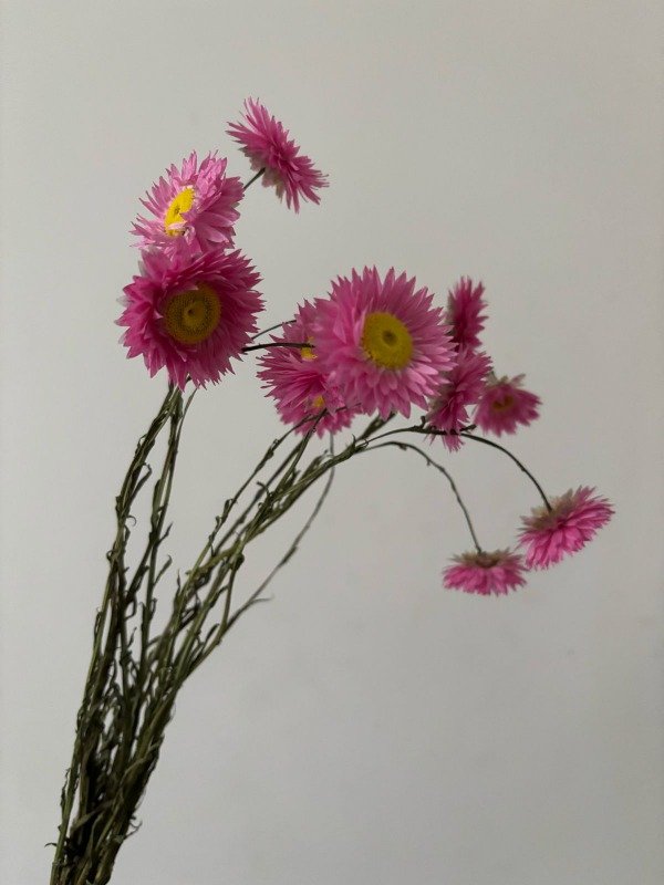Producto - Acroclinium