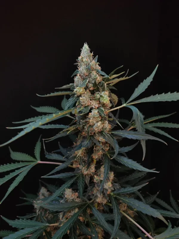 Producto - Original Skunk x 5 - Auto - Fast Bud Seeds