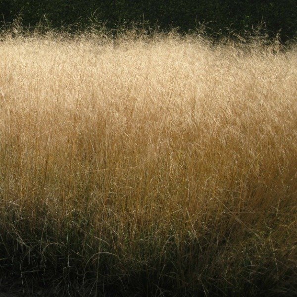 Producto - 30 Semillas Deschampsia caespitosa goldtau