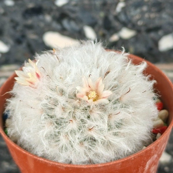 Producto - Mammillaria bocasana var. bocasana