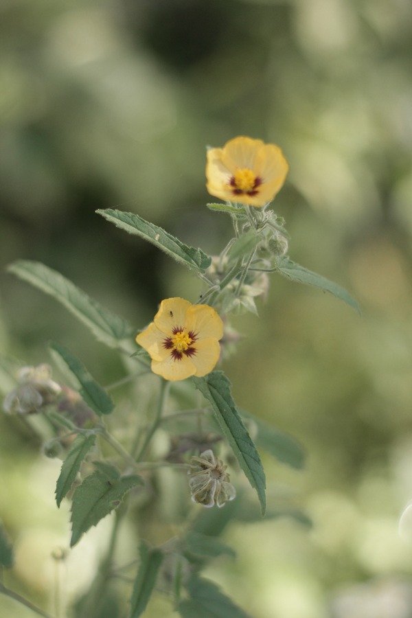 Producto - Gaya parviflora "Farolito"