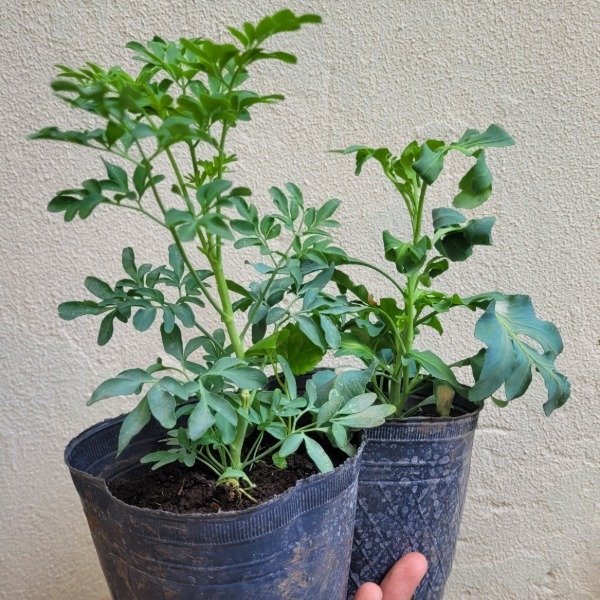 Producto - Ruda